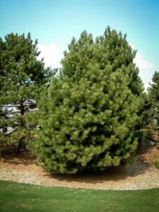 Сосна Чёрная (Pinus Nigra) купить по цене от 270.00р. в интернет-магазине «Посадика» с доставкой почтой в в Голицыное и по всей России – [изображение №1].