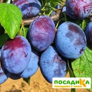 Слива Чачакская ранняя купить по цене от 229.00р. в интернет-магазине «Посадика» с доставкой почтой в в Голицыное и по всей России – [изображение №1].