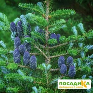 Пихта корейская (Abies koreana) купить по цене от 450.00р. в интернет-магазине «Посадика» с доставкой почтой в в Голицыное и по всей России – [изображение №1].