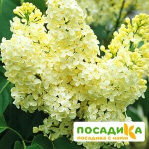 Сирень Примроуз (Primrose) купить по цене от 529.00р. в интернет-магазине «Посадика» с доставкой почтой в в Голицыное и по всей России – [изображение №1].