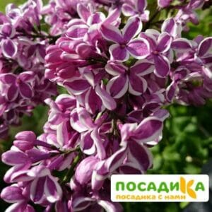 Сирень Сенсация купить по цене от 529.00р. в интернет-магазине «Посадика» с доставкой почтой в в Голицыное и по всей России – [изображение №1].