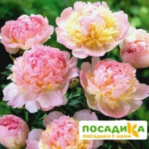 Пион Распберри Сандей (Paeonia Raspberry Sundae) купить по цене от 959р. в интернет-магазине «Посадика» с доставкой почтой в в Голицыное и по всей России – [изображение №1].