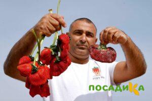 Клубника Гигант Джорнея купить по цене от 266р. в интернет-магазине «Посадика» с доставкой почтой в в Голицыное и по всей России – [изображение №1].