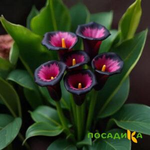 Калла Аура Лейс купить по цене от 400р. в интернет-магазине «Посадика» с доставкой почтой в в Голицыное и по всей России – [изображение №1].