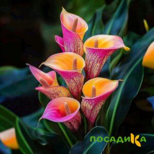 Калла Оникс купить по цене от 450р. в интернет-магазине «Посадика» с доставкой почтой в в Голицыное и по всей России – [изображение №1].