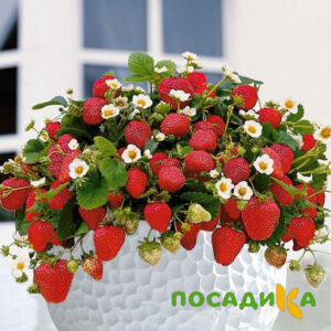 Клубника Рубиновый Шепот (горшечная) купить по цене от 240р. в интернет-магазине «Посадика» с доставкой почтой в в Голицыное и по всей России – [изображение №1].
