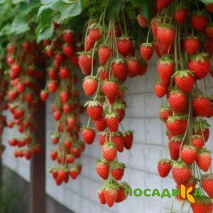 Клубника вьющаяся Комплимент купить по цене от 470р. в интернет-магазине «Посадика» с доставкой почтой в в Голицыное и по всей России – [изображение №1].