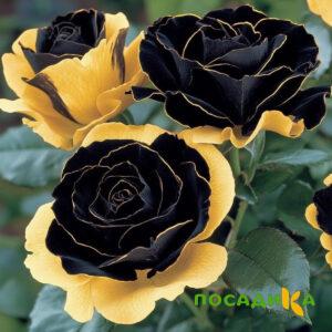 Роза Ханни Сикл купить по цене от 700р. в интернет-магазине «Посадика» с доставкой почтой в в Голицыное и по всей России – [изображение №1].