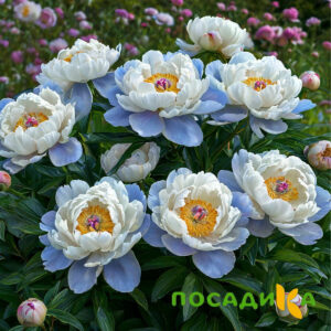 Пион акварельный Этюд купить по цене от 806р. в интернет-магазине «Посадика» с доставкой почтой в в Голицыное и по всей России – [изображение №1].
