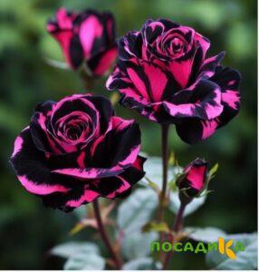 Роза Багровый Шепот купить по цене от 366р. в интернет-магазине «Посадика» с доставкой почтой в в Голицыное и по всей России – [изображение №1].