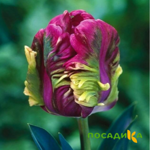 Тюльпан Экзотик Хэвен купить по цене от 186р. в интернет-магазине «Посадика» с доставкой почтой в в Голицыное и по всей России – [изображение №1].