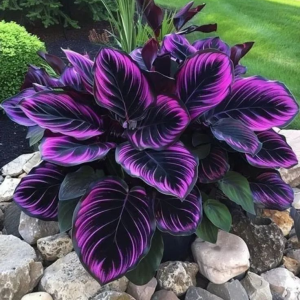 Хоста Люминоза купить по цене от 450р. в интернет-магазине «Посадика» с доставкой почтой в в Голицыное и по всей России – [изображение №1].