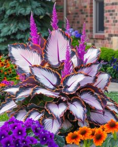 Хоста Кримэн Дрим купить по цене от 549р. в интернет-магазине «Посадика» с доставкой почтой в в Голицыное и по всей России – [изображение №1].