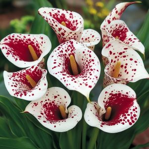 Калла Эмпайр купить по цене от 302р. в интернет-магазине «Посадика» с доставкой почтой в в Голицыное и по всей России – [изображение №1].