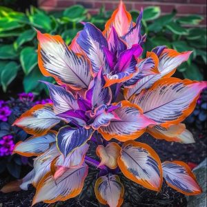 Хоста Эмеральд Тиара купить по цене от 602р. в интернет-магазине «Посадика» с доставкой почтой в в Голицыное и по всей России – [изображение №1].