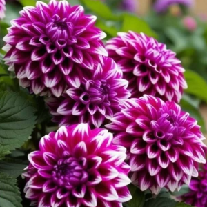 Георгин Кристал Корт купить по цене от 602р. в интернет-магазине «Посадика» с доставкой почтой в в Голицыное и по всей России – [изображение №1].