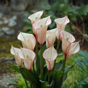 Калла Глейшер купить по цене от 299р. в интернет-магазине «Посадика» с доставкой почтой в в Голицыное и по всей России – [изображение №1].