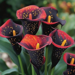 Калла Нуар купить по цене от 299р. в интернет-магазине «Посадика» с доставкой почтой в в Голицыное и по всей России – [изображение №1].