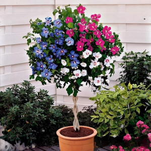 Гибискус-Дерево Триколор купить по цене от 289р. в интернет-магазине «Посадика» с доставкой почтой в в Голицыное и по всей России – [изображение №1].