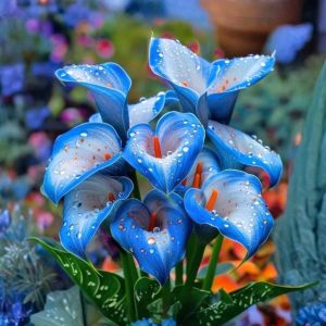 Калла Портрейт купить по цене от 292р. в интернет-магазине «Посадика» с доставкой почтой в в Голицыное и по всей России – [изображение №1].