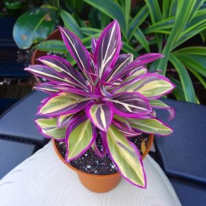 Хоста Сильвер Стик купить по цене от 650р. в интернет-магазине «Посадика» с доставкой почтой в в Голицыное и по всей России – [изображение №1].