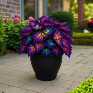 Хоста Фрости Блю купить по цене от 389р. в интернет-магазине «Посадика» с доставкой почтой в в Голицыное и по всей России – [изображение №1].