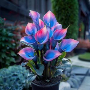 Калла Импрессия купить по цене от 590р. в интернет-магазине «Посадика» с доставкой почтой в в Голицыное и по всей России – [изображение №1].