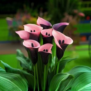 Калла Энигма купить по цене от 291р. в интернет-магазине «Посадика» с доставкой почтой в в Голицыное и по всей России – [изображение №1].