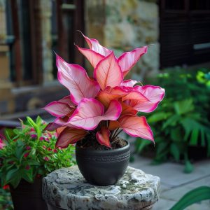 Хоста Розовая Симфония купить по цене от 800р. в интернет-магазине «Посадика» с доставкой почтой в в Голицыное и по всей России – [изображение №1].