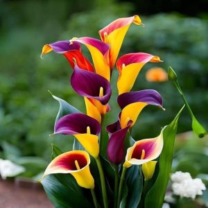 Калла Кристалл купить по цене от 450р. в интернет-магазине «Посадика» с доставкой почтой в в Голицыное и по всей России – [изображение №1].