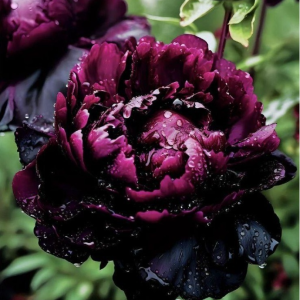 Пион Темный Сад купить по цене от 421р. в интернет-магазине «Посадика» с доставкой почтой в в Голицыное и по всей России – [изображение №1].