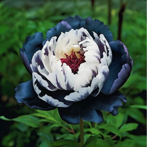 Пион Древовидный Инь-Янь купить по цене от 419р. в интернет-магазине «Посадика» с доставкой почтой в в Голицыное и по всей России – [изображение №1].