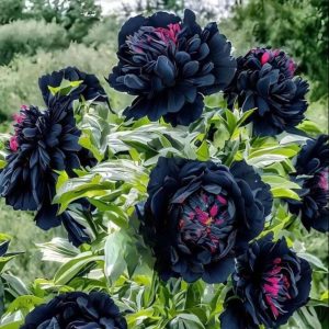 Пион древовидный Сердце Афродиты купить по цене от 600р. в интернет-магазине «Посадика» с доставкой почтой в в Голицыное и по всей России – [изображение №1].