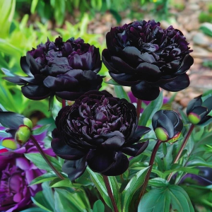 Пион Королевский Бархат купить по цене от 419р. в интернет-магазине «Посадика» с доставкой почтой в в Голицыное и по всей России – [изображение №1].