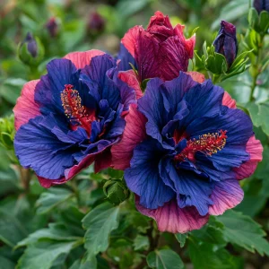 Гибискус Роуз Шайн купить по цене от 360р. в интернет-магазине «Посадика» с доставкой почтой в в Голицыное и по всей России – [изображение №1].