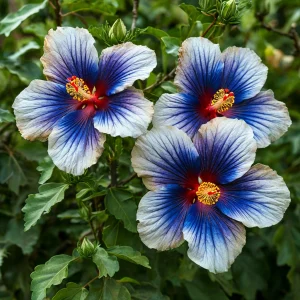 Гибискус Илюжн Вилью купить по цене от 259р. в интернет-магазине «Посадика» с доставкой почтой в в Голицыное и по всей России – [изображение №1].