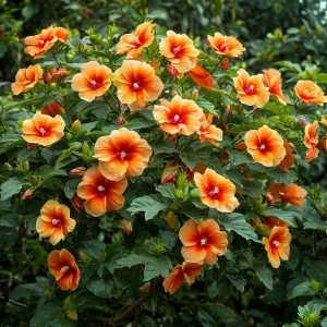 Гибискус Кристал Рэй купить по цене от 458р. в интернет-магазине «Посадика» с доставкой почтой в в Голицыное и по всей России – [изображение №1].