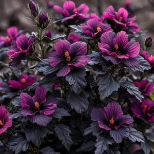 Гибискус Корал Чарм купить по цене от 271р. в интернет-магазине «Посадика» с доставкой почтой в в Голицыное и по всей России – [изображение №1].