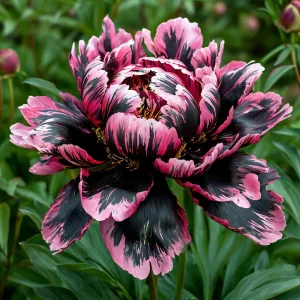 Пион Дроп Руби купить по цене от 469р. в интернет-магазине «Посадика» с доставкой почтой в в Голицыное и по всей России – [изображение №1].