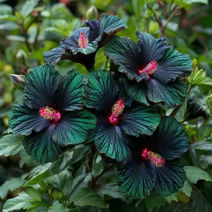 Гибискус Пикок Плюм купить по цене от 490р. в интернет-магазине «Посадика» с доставкой почтой в в Голицыное и по всей России – [изображение №1].