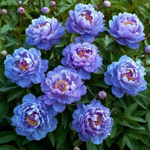 Пион Голубой лотос купить по цене от 590р. в интернет-магазине «Посадика» с доставкой почтой в в Голицыное и по всей России – [изображение №1].