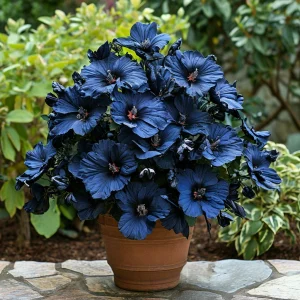 Гибискус Селестиал Флейм купить по цене от 326р. в интернет-магазине «Посадика» с доставкой почтой в в Голицыное и по всей России – [изображение №1].