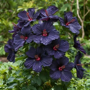 Гибискус Мэджик Момент купить по цене от 699р. в интернет-магазине «Посадика» с доставкой почтой в в Голицыное и по всей России – [изображение №1].