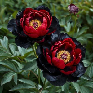 Пион Эбеновый Рубин купить по цене от 419р. в интернет-магазине «Посадика» с доставкой почтой в в Голицыное и по всей России – [изображение №1].