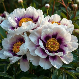 Пион Эко Саммер купить по цене от 548р. в интернет-магазине «Посадика» с доставкой почтой в в Голицыное и по всей России – [изображение №1].