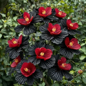 Гибискус Ройял Афеа купить по цене от 460р. в интернет-магазине «Посадика» с доставкой почтой в в Голицыное и по всей России – [изображение №1].