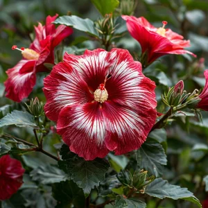 Гибискус Пурпл Мистик купить по цене от 360р. в интернет-магазине «Посадика» с доставкой почтой в в Голицыное и по всей России – [изображение №1].