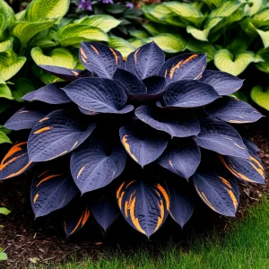 Хоста Умбра купить по цене от 349р. в интернет-магазине «Посадика» с доставкой почтой в в Голицыное и по всей России – [изображение №1].