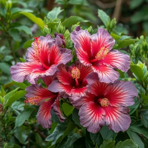 Гибискус Кримсон Флейм купить по цене от 479р. в интернет-магазине «Посадика» с доставкой почтой в в Голицыное и по всей России – [изображение №1].