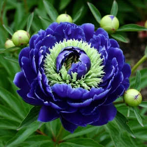 Пион Дримвивер купить по цене от 417р. в интернет-магазине «Посадика» с доставкой почтой в в Голицыное и по всей России – [изображение №1].